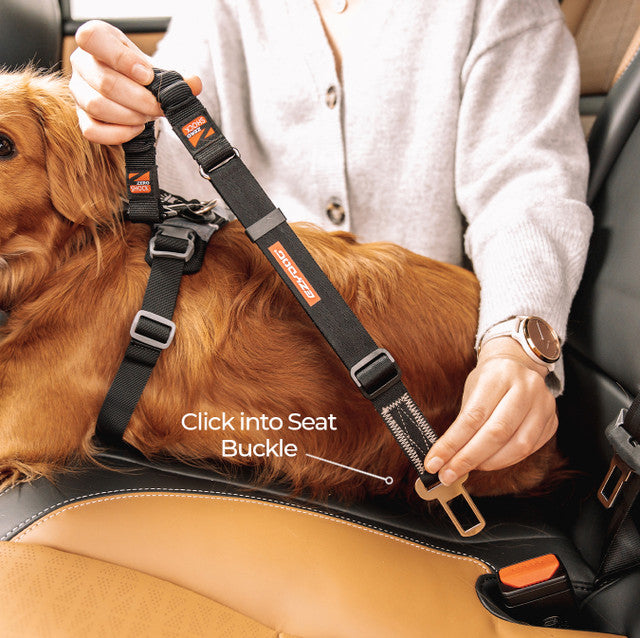 EzyDog Click Zero-Shock Car Restraint Black