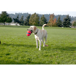 CHUCKIT! Fumble Fetch