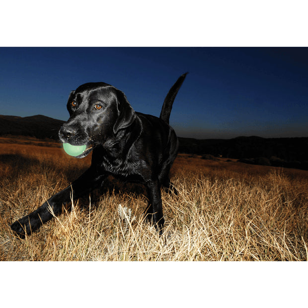 Chuckit! Glow Ball