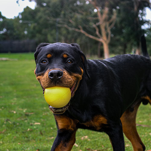 AUSSIE DOG Dura Ball 7.6cm Yellow