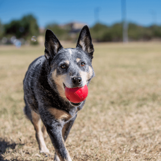 KONG Dog Ball