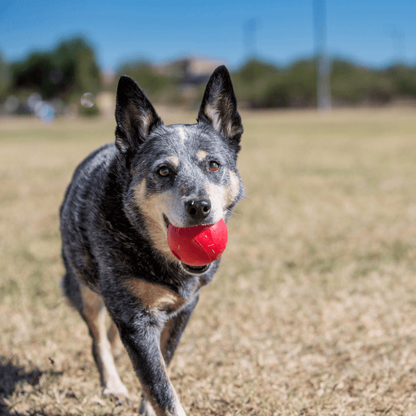 KONG Dog Ball