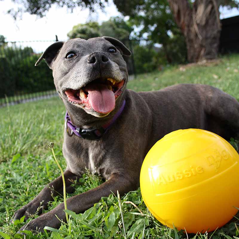 Aussie Dog Tucker Ball