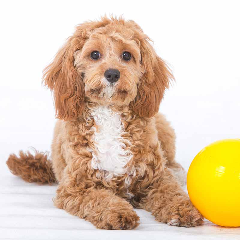 Aussie Dog Tucker Ball
