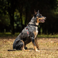 EZYDOG Crosscheck Harness