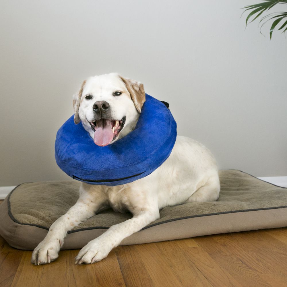 KONG Cloud E Collar
