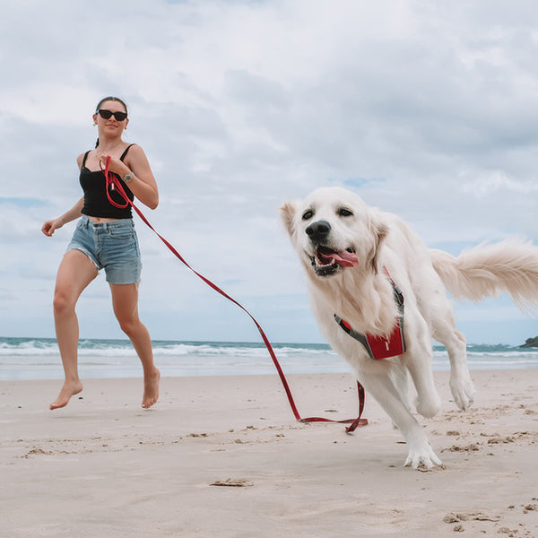 Ezydog training shop lead