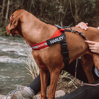 EZYDOG Harness Express